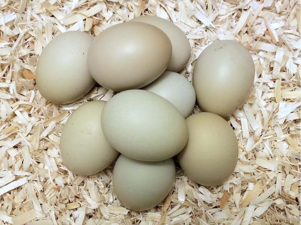 Sapphire Olive Egger Eggs