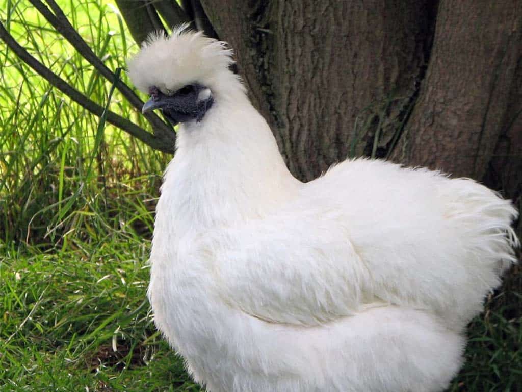 Unmistakable Appearance: The Silkie Chicken Breed's Claim to Fame