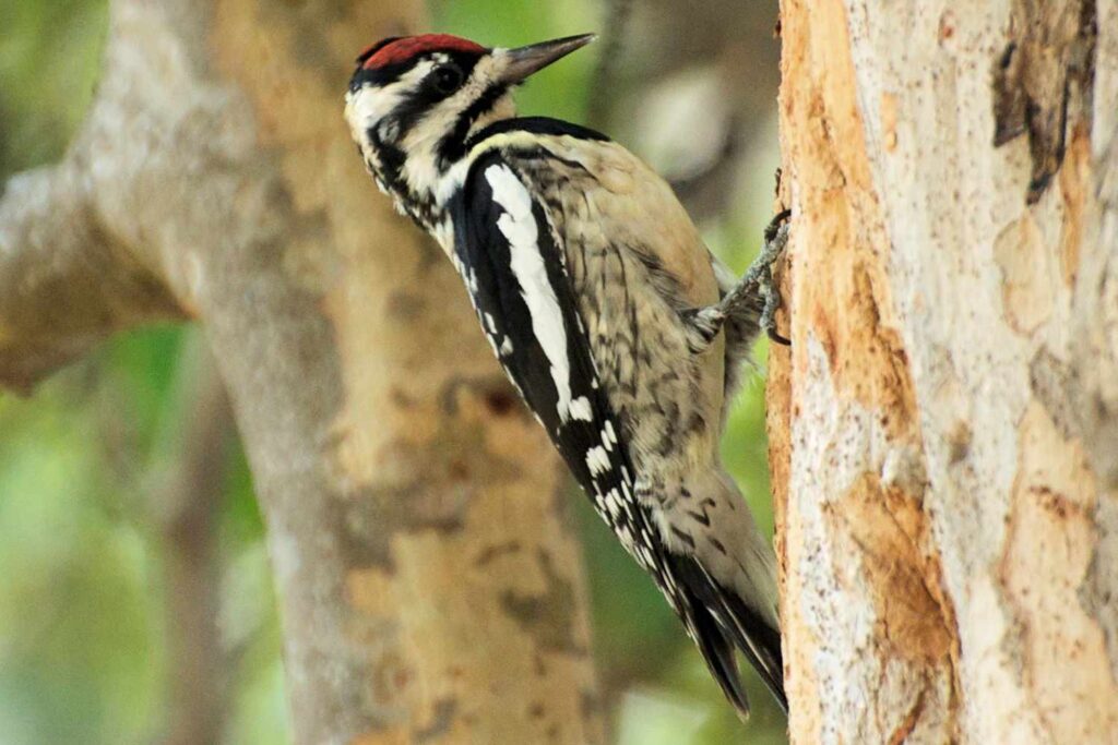 Yellow-bellied Sapsucker