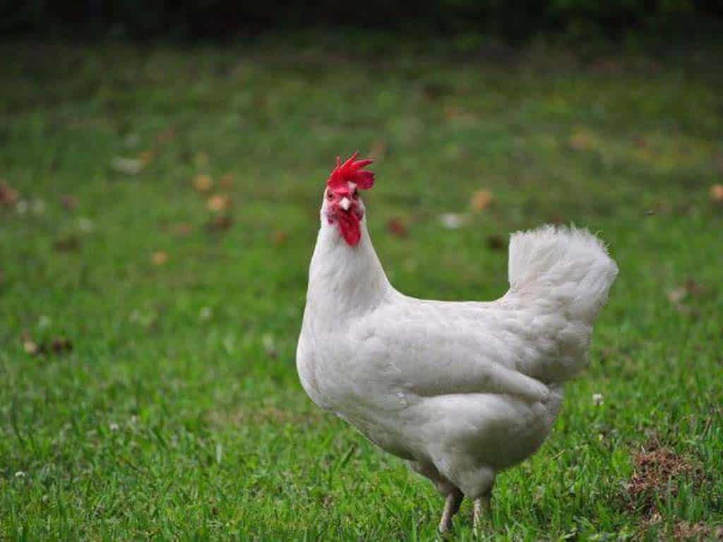 White Leghorn Chicken