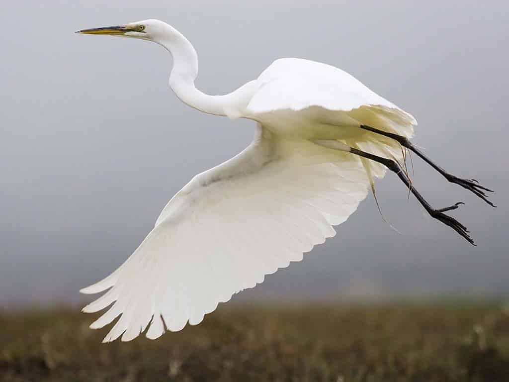 White Crane Symbolism