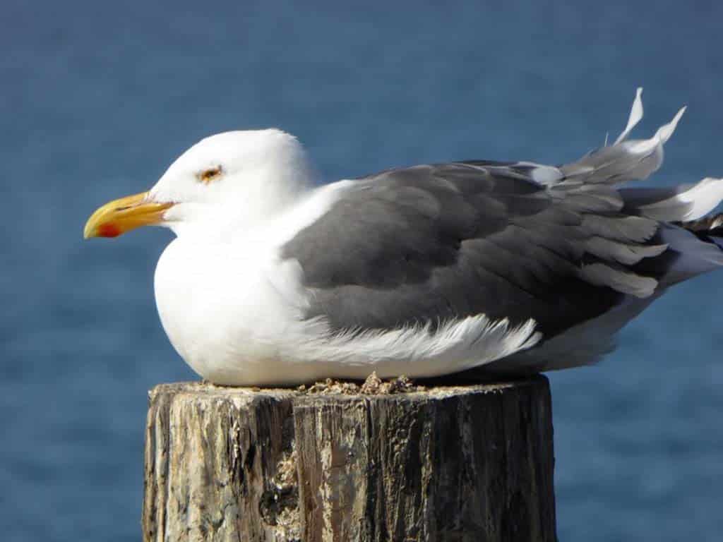 Do Seagulls Actually Sleep