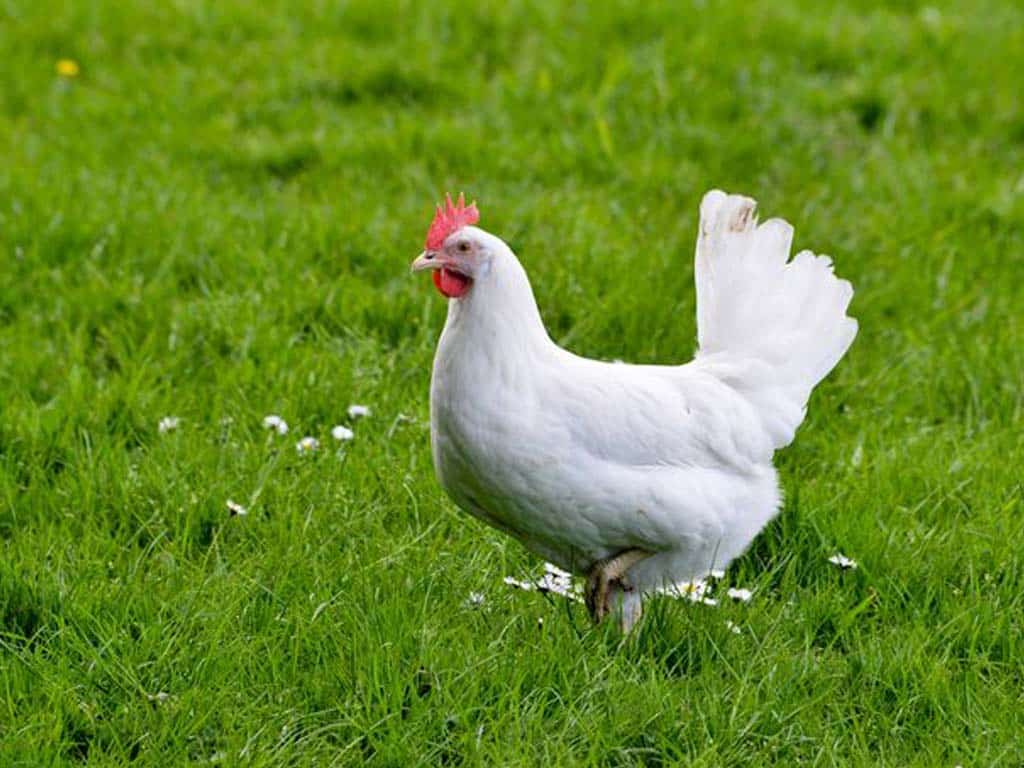 White Leghorn Chicken