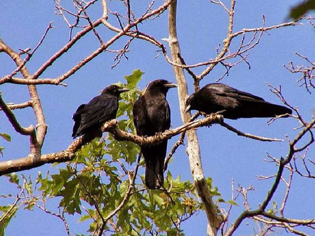 3 Crows Meaning