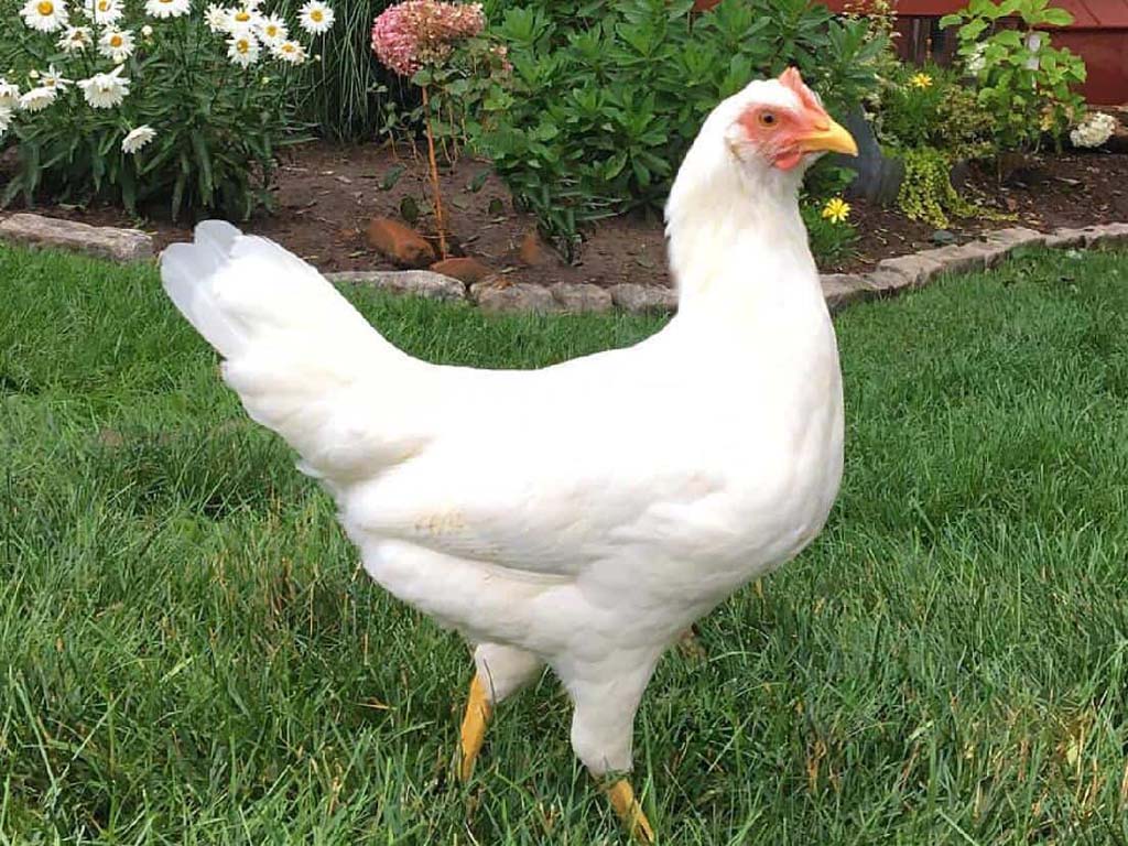 White Leghorn Chicken