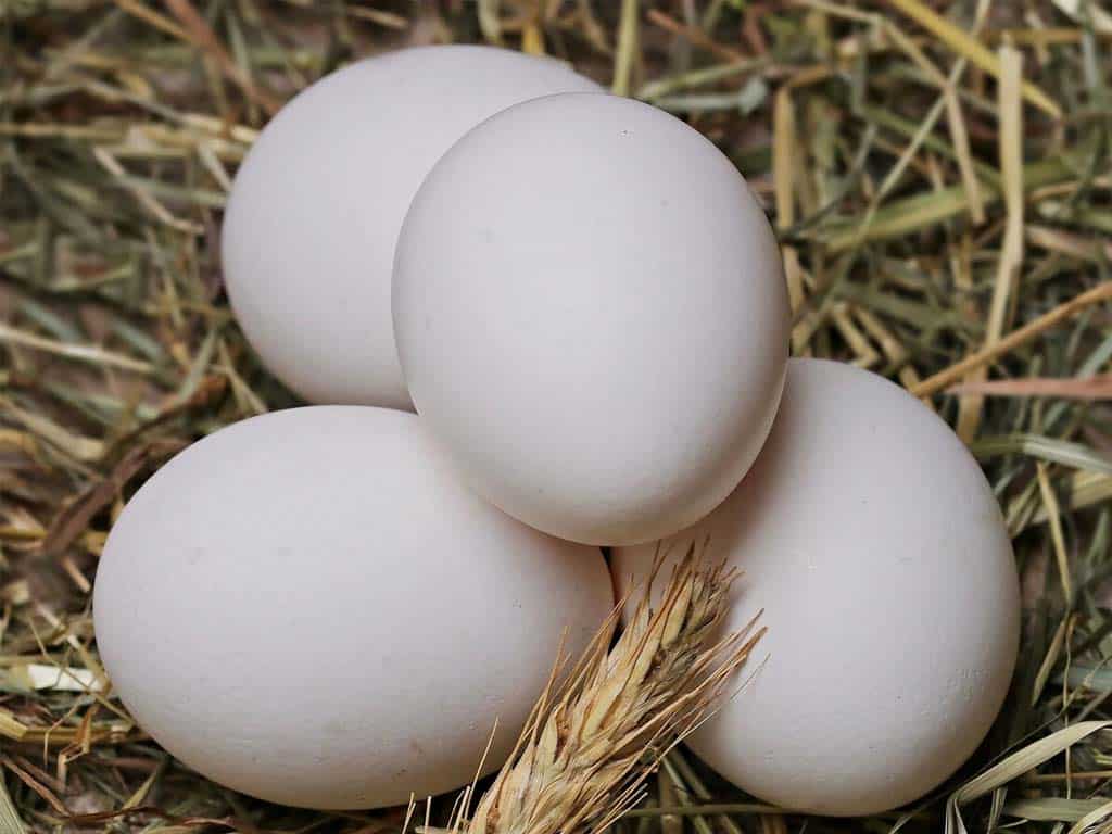 White Leghorn Chicken