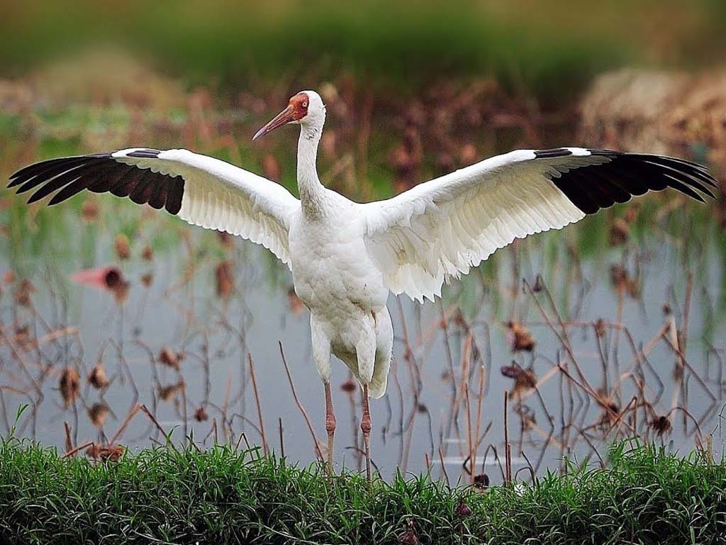 White Crane Symbolism