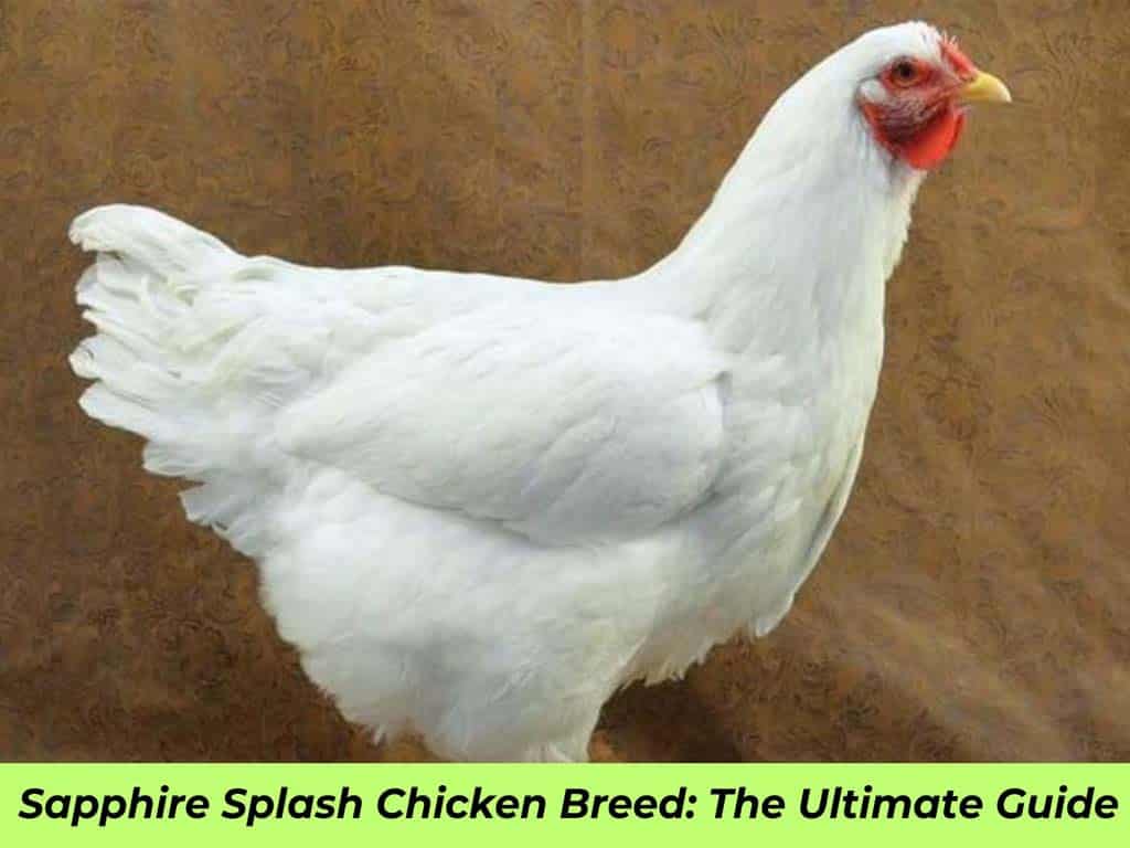 Sapphire Splash Chicken Breed