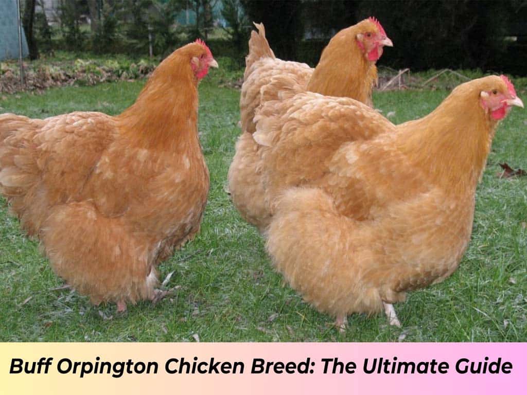 Buff Orpington Chicken