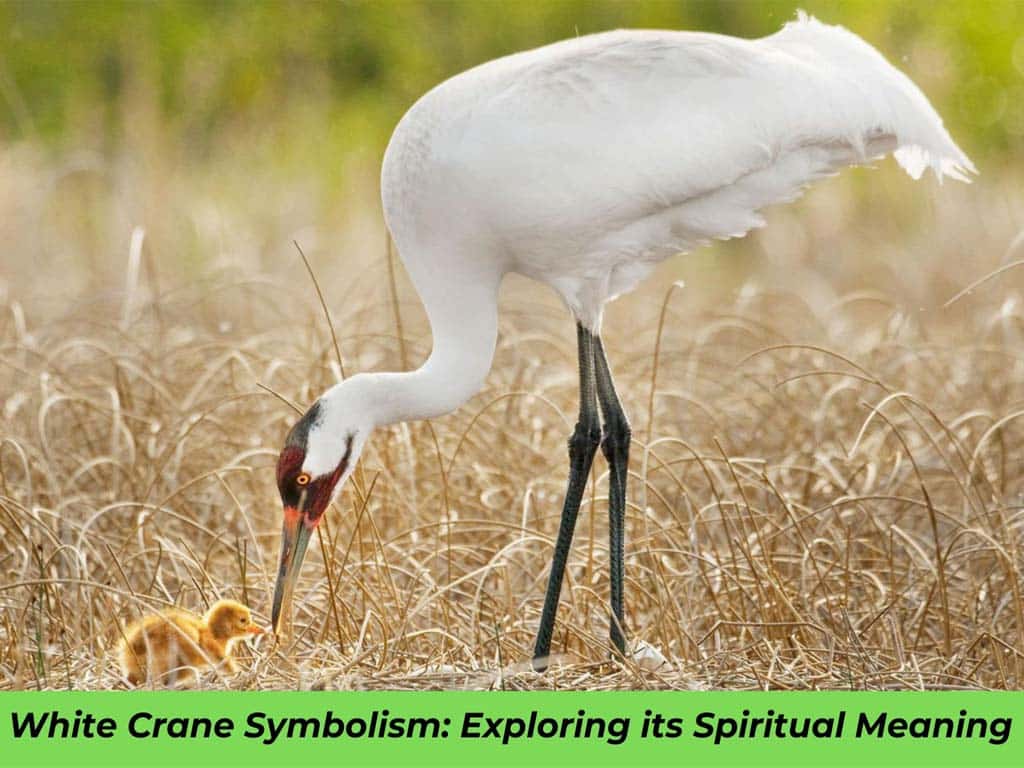 White Crane