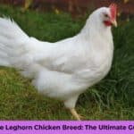 White Leghorn Chicken