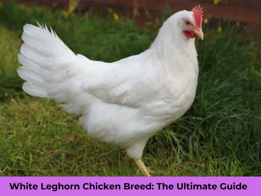 White Leghorn Chicken