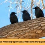 3 Crows Meaning