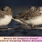 Where Do Seagulls Sleep