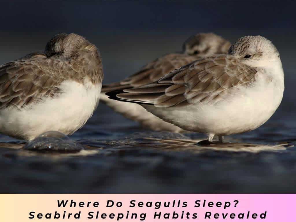 Where Do Seagulls Sleep