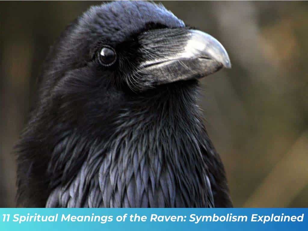 Raven