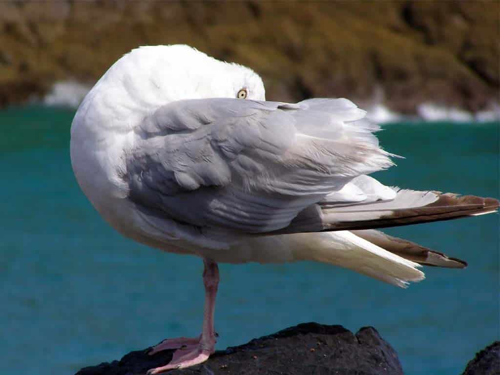 Where Do Seagulls Sleep in Winter