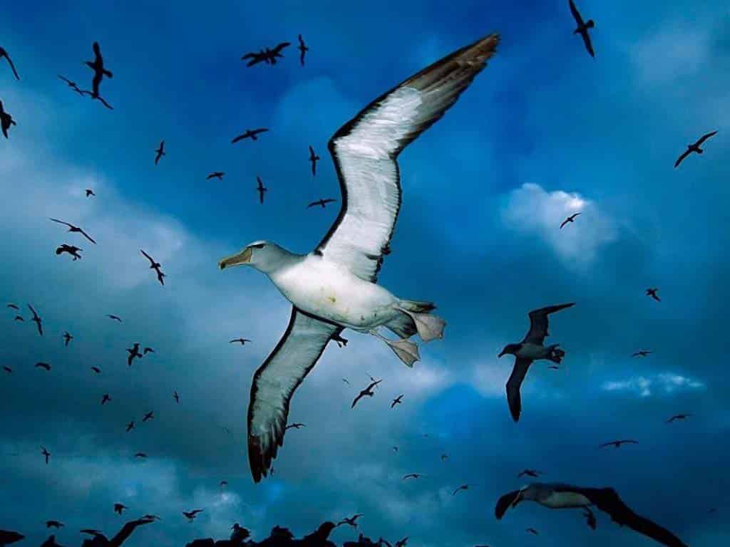 Do Seagulls Sleep While Flying