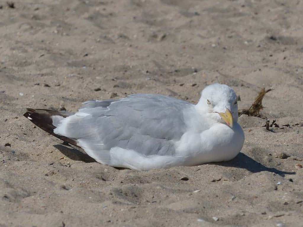 Where Do Seagulls Sleep