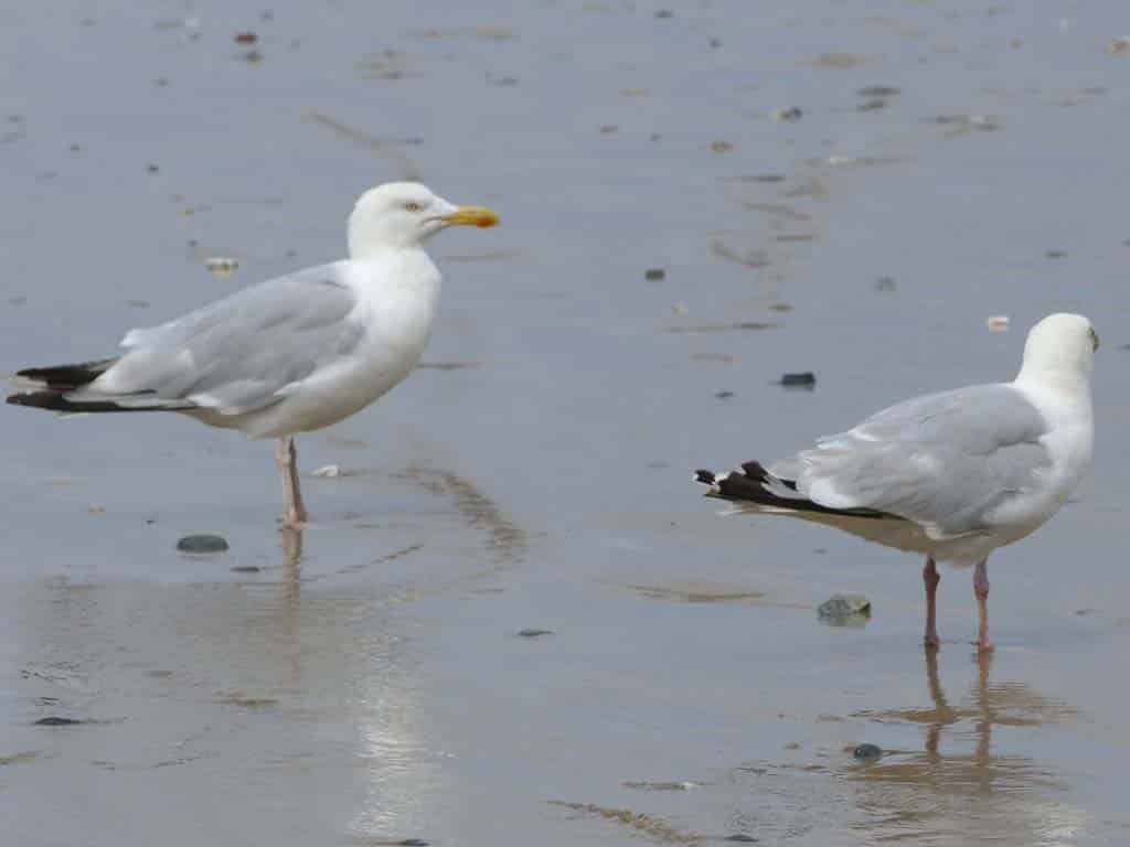 Where Do Seagulls Sleep in Cities and Towns