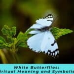 White Butterflies