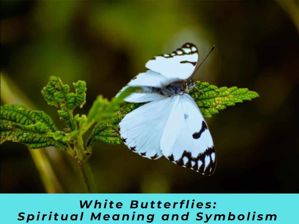 White Butterflies