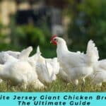 White Jersey Giant Chicken