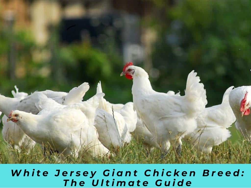 White Jersey Giant Chicken